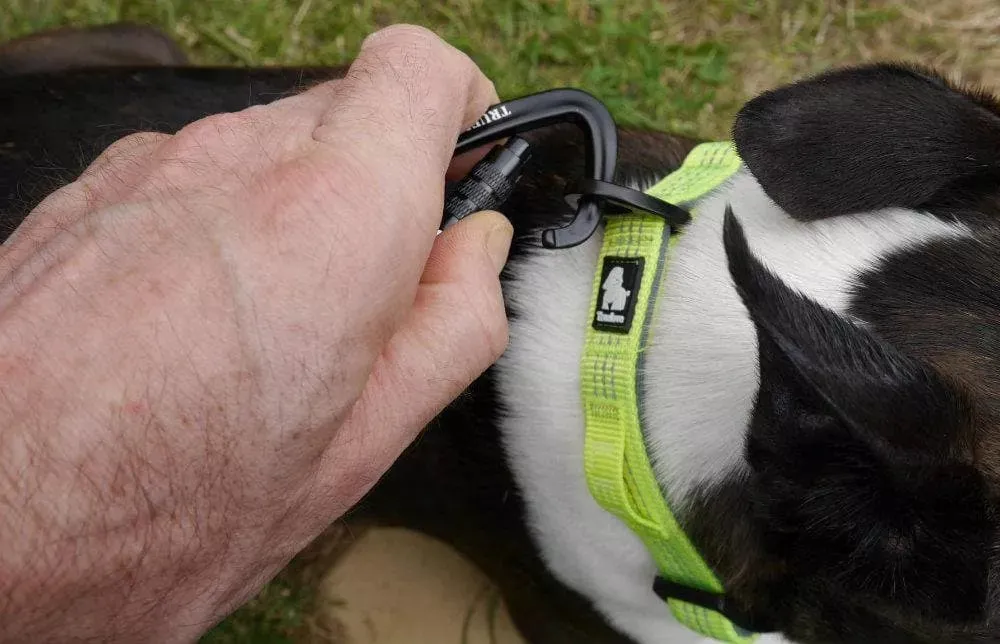 Neoprene Dog Collars