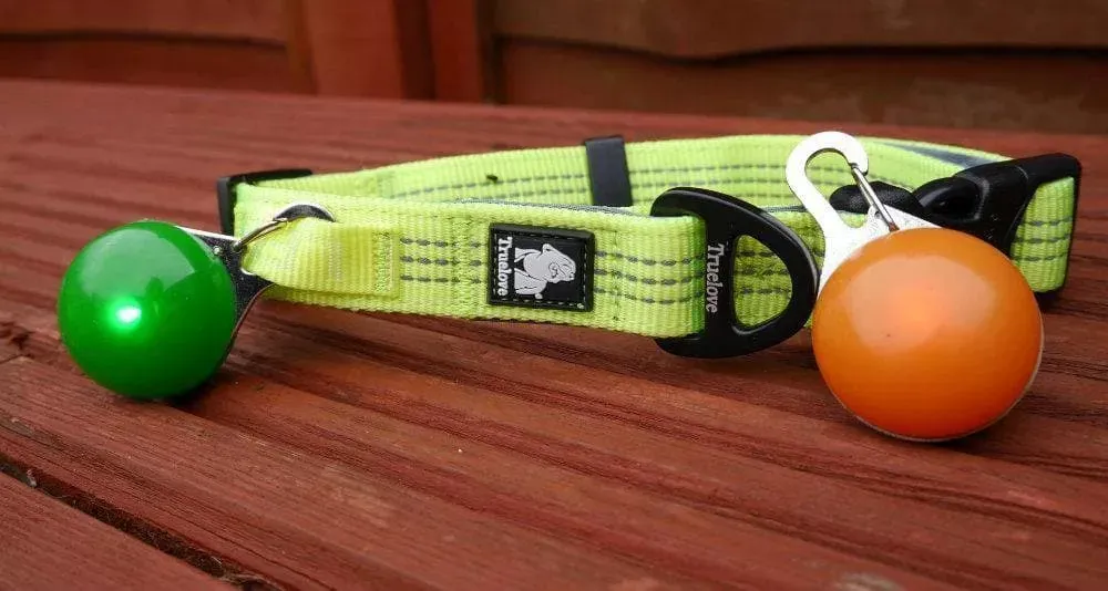 Neoprene Dog Collars
